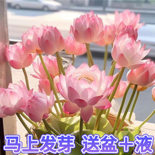 Bowl lotus species four seasons flowering hydroponics hydroponics green plants water lily lotus soilless potted flowers amazon AliExpress