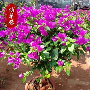 ����÷���Ԏ����ذ�G�������Ϙ��ļ��_�������ɫ�r������÷����