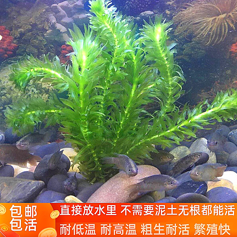 冷水水草不用泥土的植物绿菊龟鱼缸水蕴蜈蚣草狐尾藻大聚藻中后景 种苗花卉网