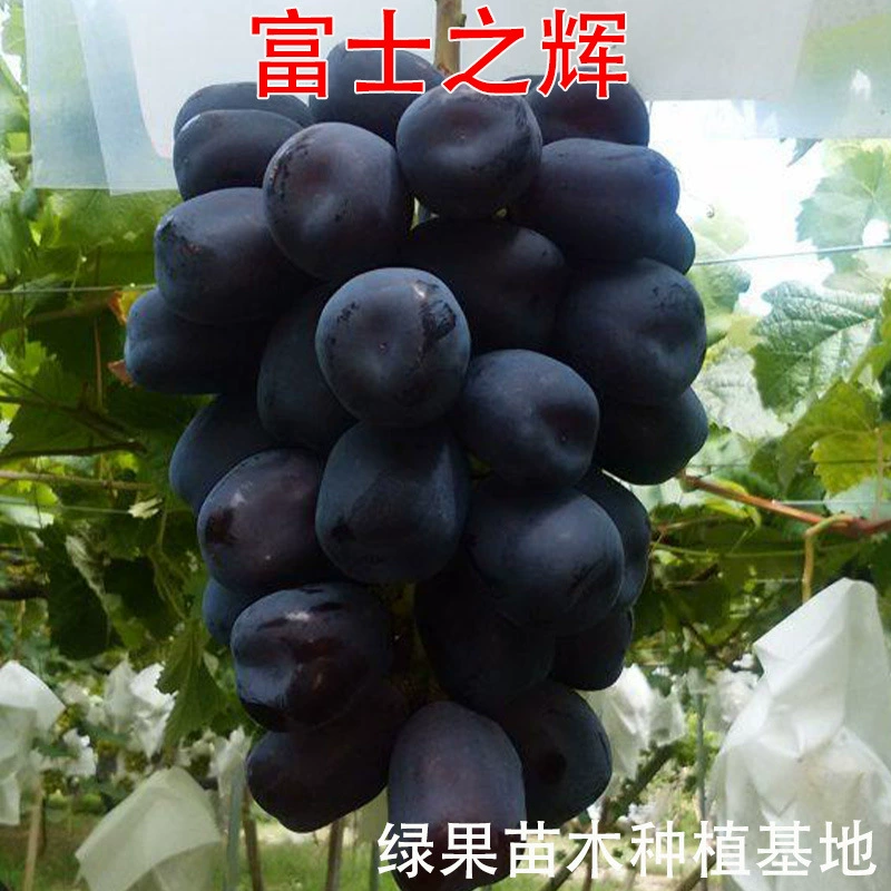 Саженцы винограда Black Sunshine Rose Fuji Shihui, саженцы винограда с прививкой, база для посадки фруктовых деревьев