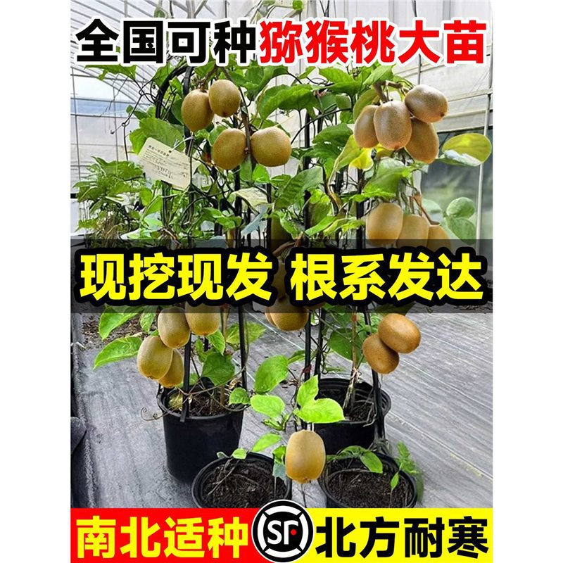猕猴桃树果苗徐香软枣红心嫁接雌雄同株耐寒全国四季种植庭院地栽