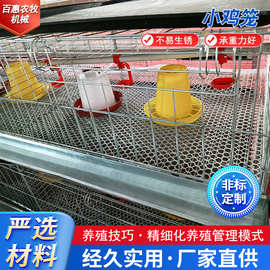 立式小鸡笼育雏鸡笼防锈镀锌养殖设备鸡舍养鸡笼厂家供应