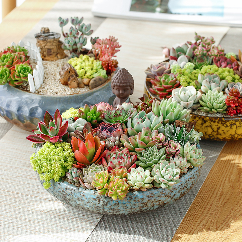 More meat flowerpot ceramic wholesale large diameter coarse pottery meat plant combination pot stall supply a generation of hair More meat flowerpot ceramic wholesale large diameter coarse pottery meat plant combination pot stall supply a generation of hair