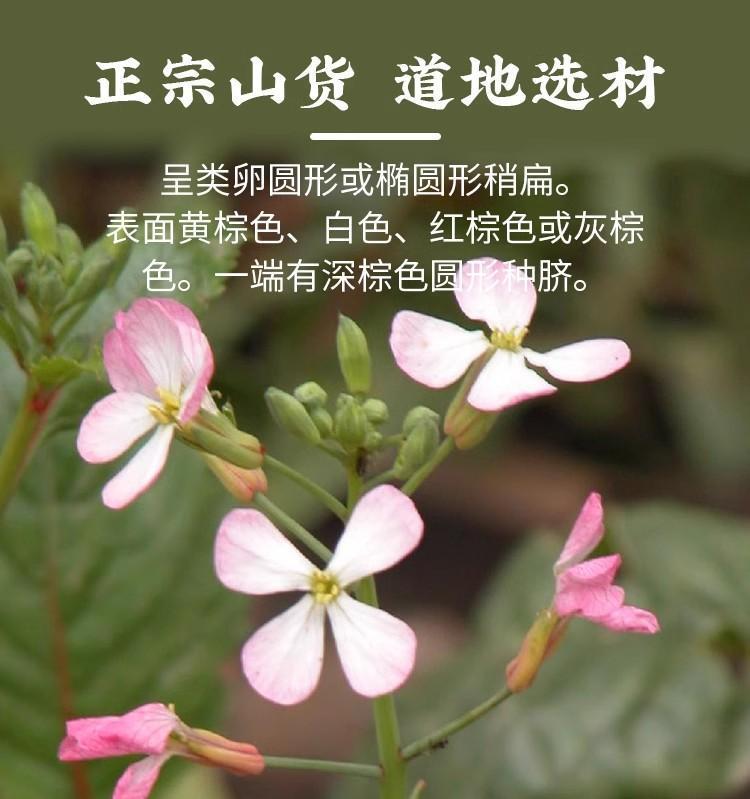 Raphanus Seed Lai Fu Zi 500g Dried Radish Seed for Tea and Decoction Raw Chinese Herb overview