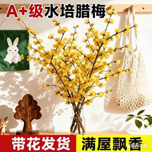 �D÷�r�л�ˮ��ֲ����ò廨���ܸ�֦�����҃ȿ͏d�滨�Gֲ�����L