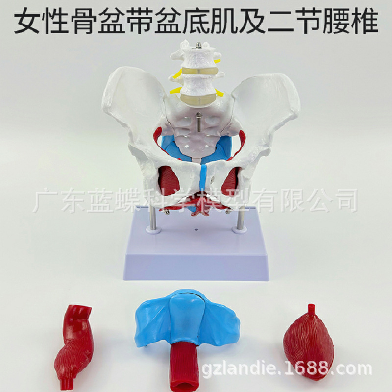 ��̬��ѧ����ɻŮ�Թ��輰�ӹ�ģ����ǻ�ṹ������׼��⿵��