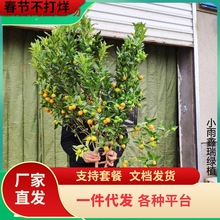 һ�����l��Ƥ��ێ����l؛���Ԙ����ļ������ʳ���������Ƥ����