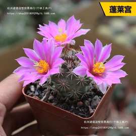 新手好仙人柱根系易日出仙人球养活实生合集组合短毛丸仙人垒德株