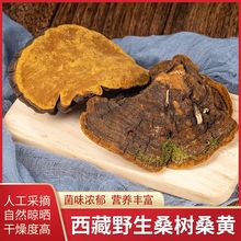西藏野生桑树桑黄可一物一拍多年大块藏桑黄灵芝非长白山金边