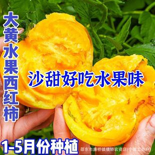 �Sɫ�����t���N��ɳȿ���S���ӷN����Ʒ�N���t���̨�����߲˷N��
