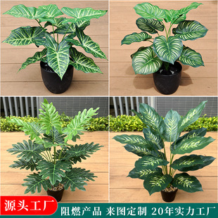 B1����ȼ��ֲ���f����Ƶ��̈���c�҃��쾰�b������Gֲˮ��