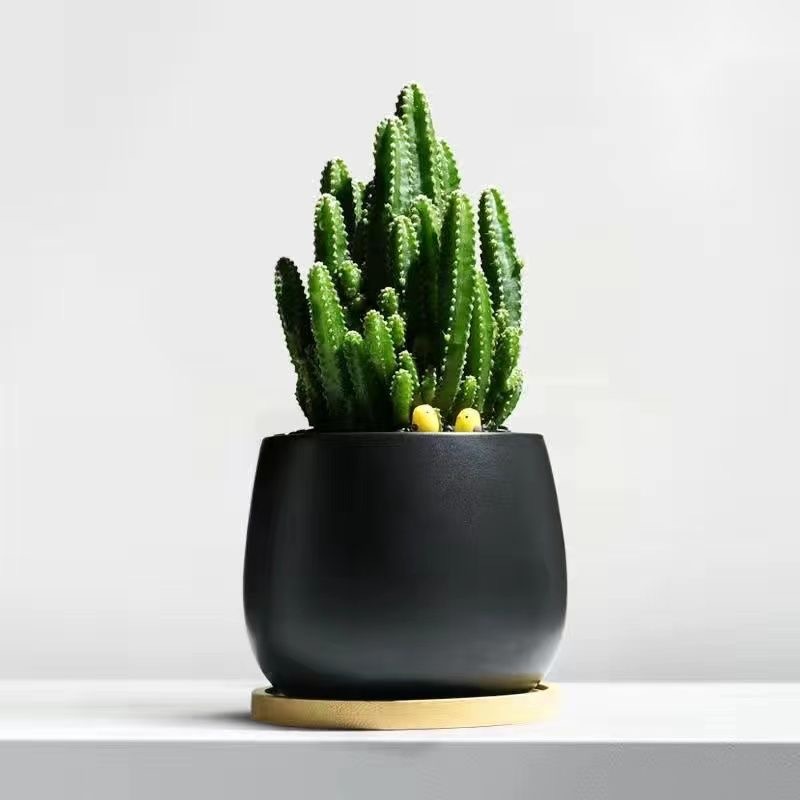 Árbol de la fortuna Planta de interior en maceta Sala de estar Planta verde resistente a la sombra Oficina Flores de escritorio Evergreen Evergreen Evergreen Evergreen Evergreen