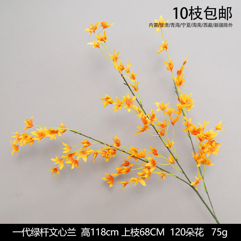 一代绿杆文心兰