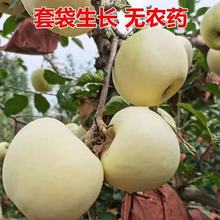 山东奶油苹果新鲜富士整箱牛奶鲜果孕妇营养水果当季现摘现发礼盒