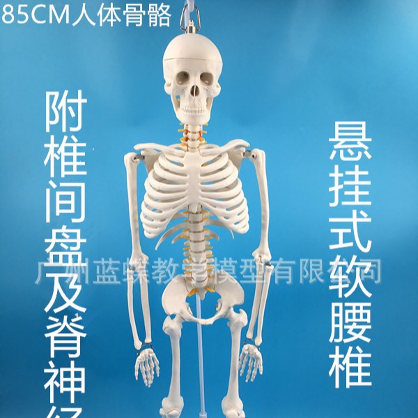 85���ִ��񾭸�׵����������Ǽܱ걾ҽѧ��ѧģ�߹�ʽ����׵