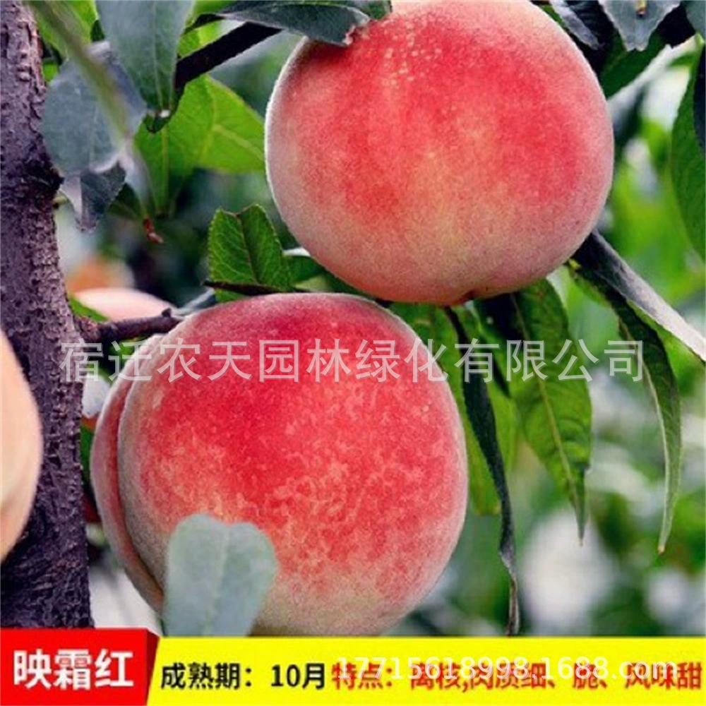 Miliang No.1 Персик Очень большой зимний персиковое дерево Фрукты прививки Нектарин Желтый персиковое дерево Рассада Персик Рассада в горшке Фруктовое дерево Рассада