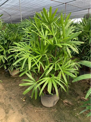 绿化地被灌木棕竹基地批发大叶棕竹工程绿化植物造景植物高1.8米