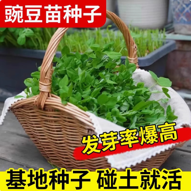 豌豆种子四川结豌豆尖种籽专吃豌豆苗四季甜豌豆荷兰豆蔬菜种孑