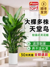 BԿ͏dGֲ߼п͏d҃ȴQmֲBk