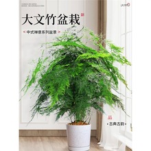 大文竹盆栽四季常青绿植花卉客厅室内办公室盆景植物好养老桩大苗