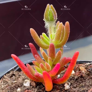 ֲֶС̨bMϾWtײ;GֲֲB