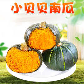 山东潍坊小贝贝南瓜5斤礼盒新鲜宝宝辅食吊瓜应季蔬菜