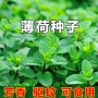 美国食用野生盆栽种子