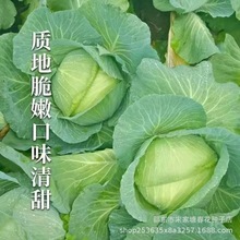 ˮ�����{�N�Ӱ��˷N�Ӿ��Ĳ˷N�Ѱ����ѾG���F�^���{�N���ﲥ����