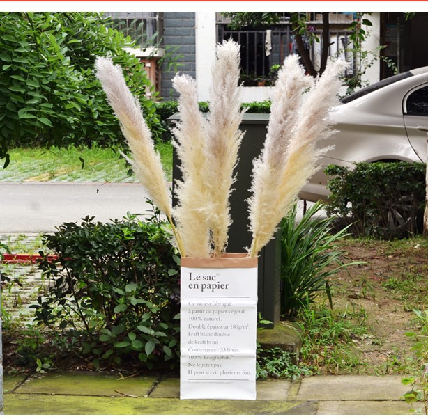 큰 회색 pampas (1.2m)