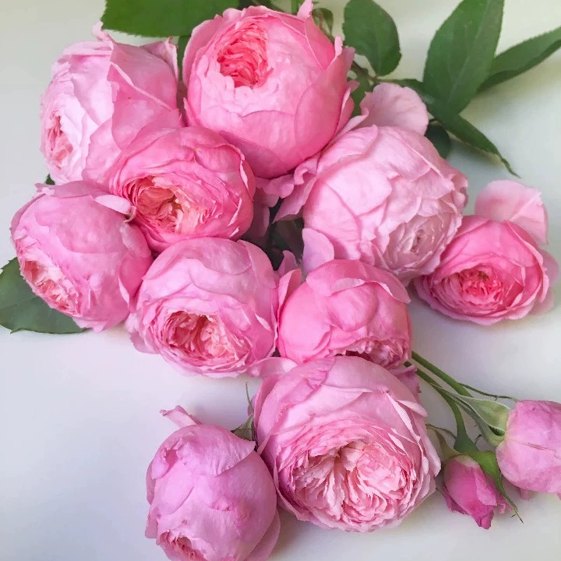 Европейские розы передаются из поколения в поколение Fanghua/Женское наследие Аромат большого цветка Роза Цветочная рассада Зеленый цветок для посадки Розовый двор