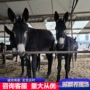 德州山东改良肉驴