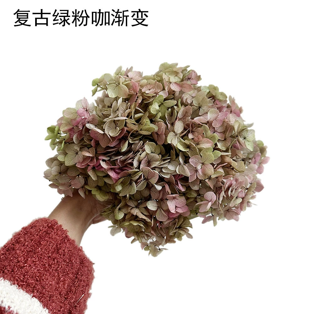 [Вечная Life Flower Hydrangea] Анна Градиентный цвет Лист Hydramid Книга цветов оптом DIY цветочная коробка материал для просмотра