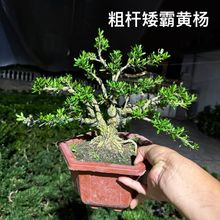 绿植雀舌小叶黄杨树桩盆景皱皮黄杨室内阳台植物花卉四季常青老桩