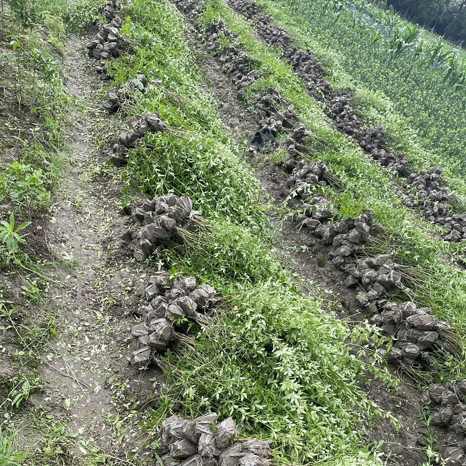 基地大量批发云南黄馨毛球色块球成活率高根系旺