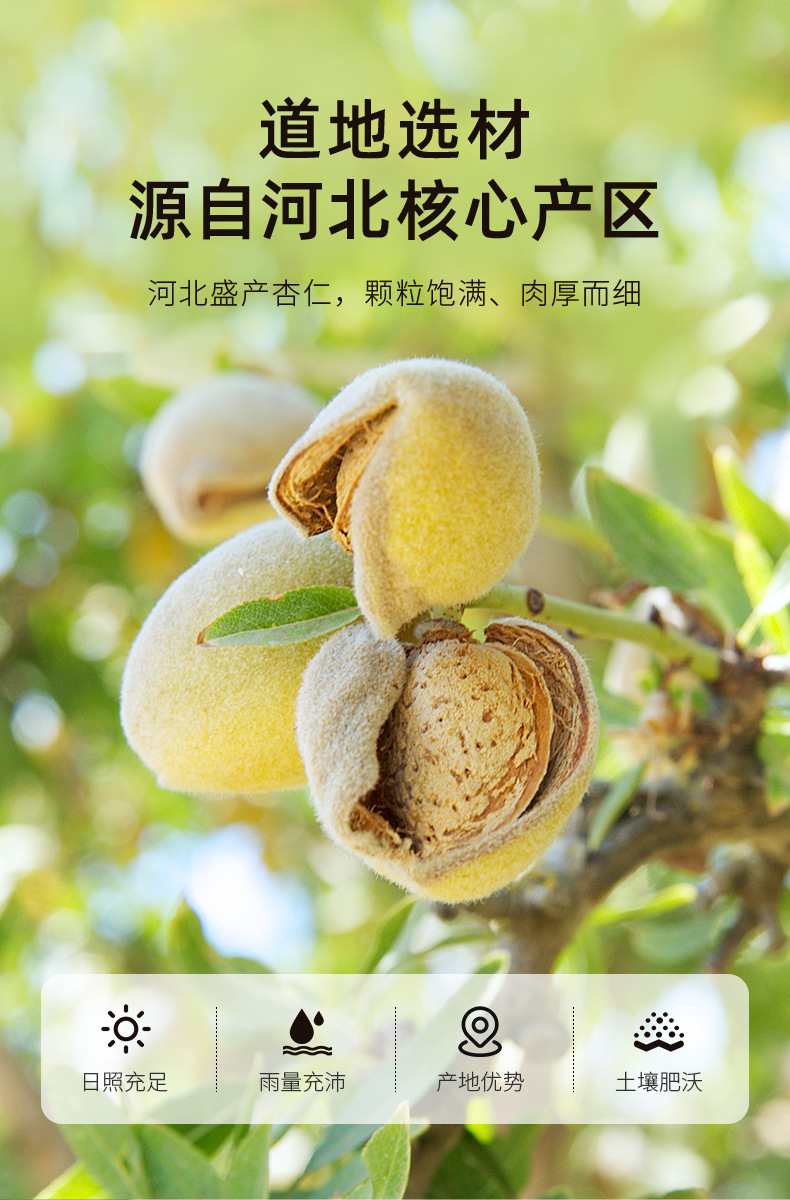 Sweet Almond Kernels 100g Jar Nan Xing Ren Chinese Apricot Kernel for Baking Snacking and Nut Milk key features