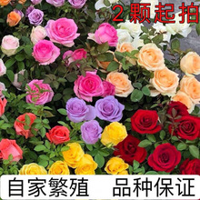 带花苞月季花苗爬藤大花盆栽小苗庭院藤本多季开花植物欧月玫瑰