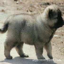 高加索幼犬巨型纯种高加索犬活体俄罗斯高加索幼犬活体猛犬狩猎犬