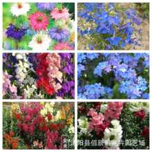 草花种子组合月见草含羞草薰衣草种籽庭院公园景观花海芳香庭院