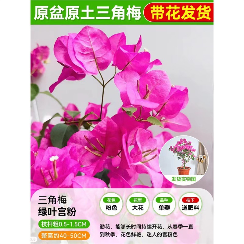 [꽃과 함께 배송되며 수령시 즉시 즐겨보세요] 녹엽궁 핑크 부겐빌레아 모종 40- 45cm