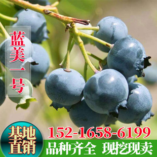 �{ݮ���{ݮ�������Ե��Ԏ����Ϸ������Nֲ����Y���{��һ̖������