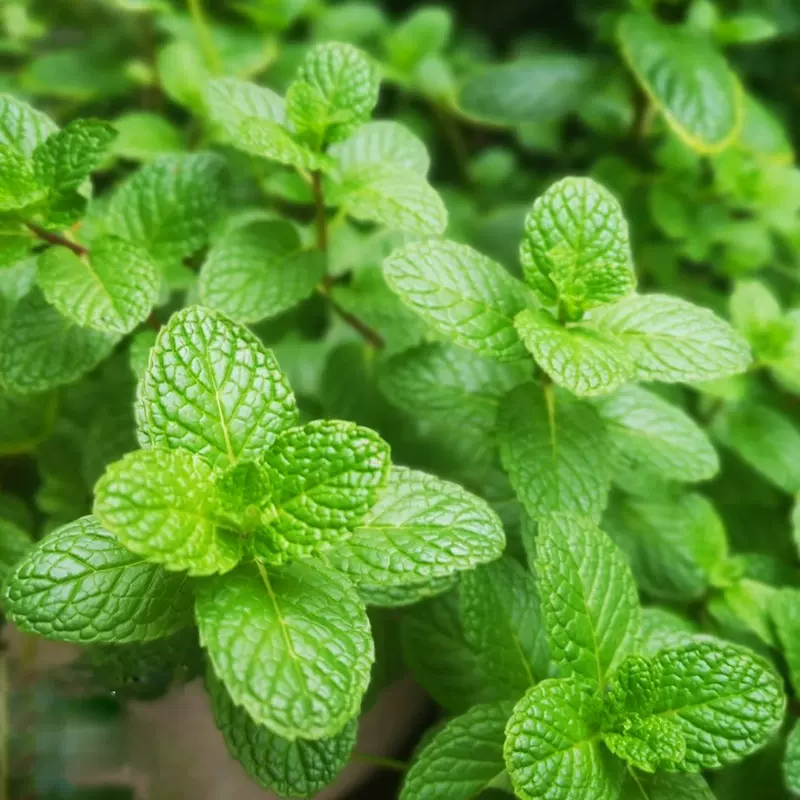 薄荷种子四季易种室内香草菜籽阳台盆栽花籽植物驱蚊芳香草本花卉