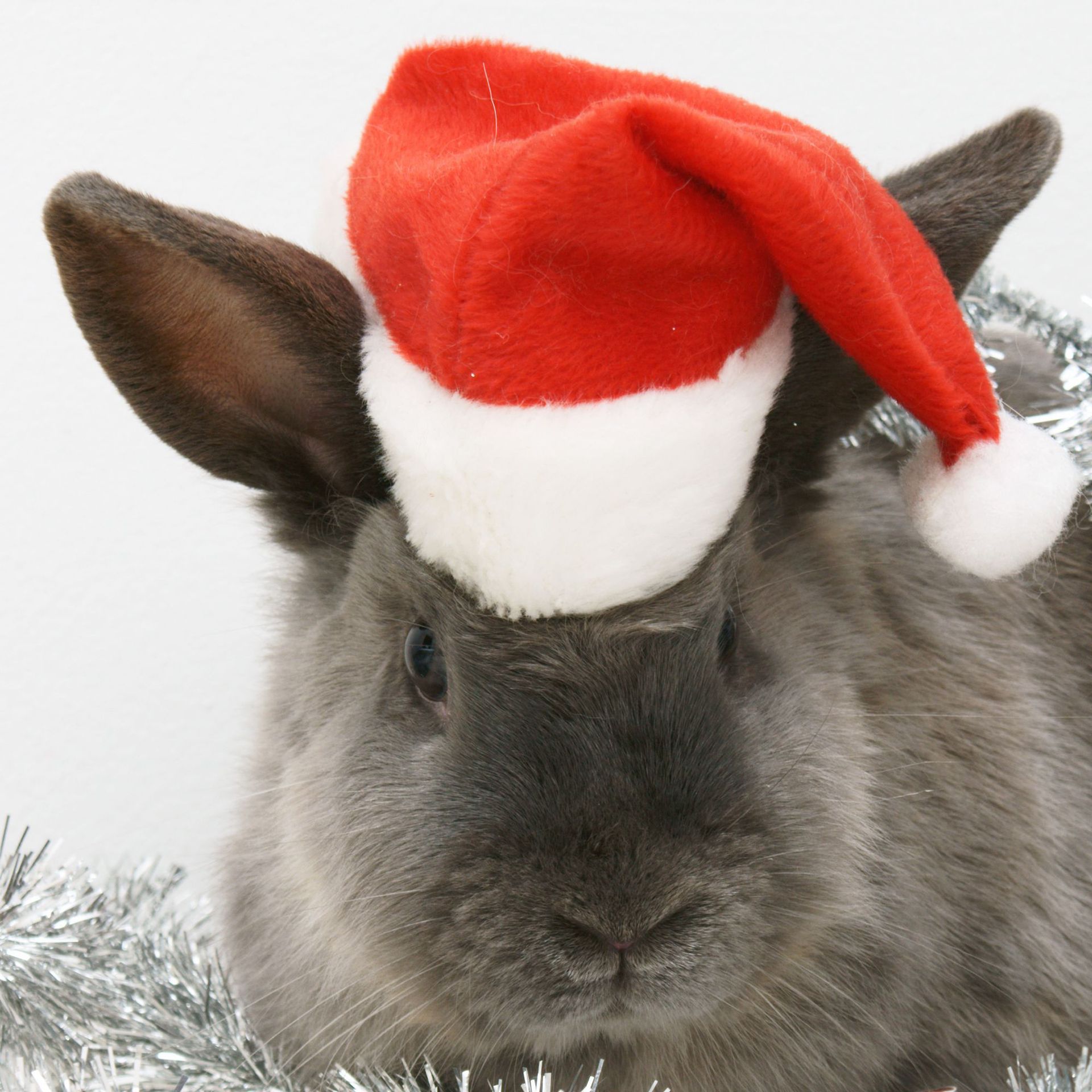 Navidad mascota sombrero de Navidad rojo sombrero de Navidad perro gato Caperucita roja mascota sombrero de Navidad sombrero de mascota personalizado