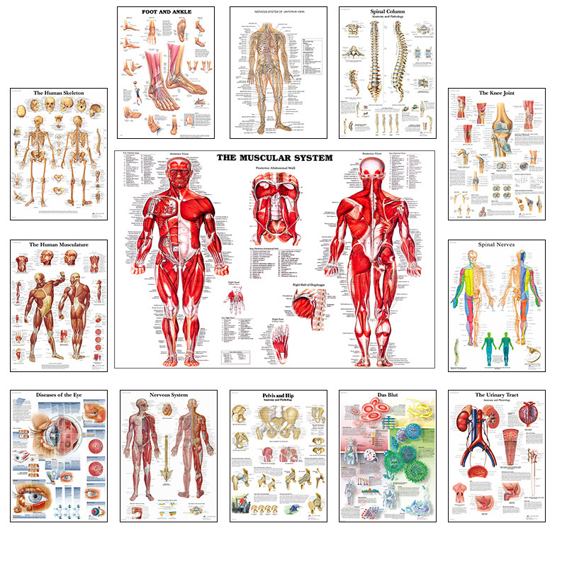 Foreign Trade English Anatomy Human Organ Canvas Printing Classroom Hospital Painting Core Poster Foreign Trade English Anatomy Human Organ Canvas Printing Classroom Hospital Painting Core Poster