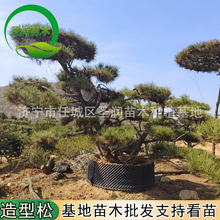 现挖现卖造型油松黑松庭院别墅风景树 景观绿化树 造型松树苗
