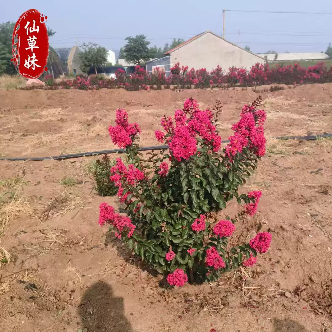 天鹅绒紫薇红花箭基地小区绿化庭院花园地栽盆栽天鹅绒紫薇