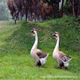 һ����b15ֻ��N�Ҫ{�^���缃�N���ְ��Z�����Z�����oԺ�����Z