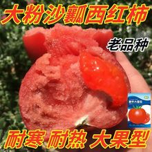 ߮aѷNӳ۹tNش̖ߜ߲˹Ϲ߲˷N