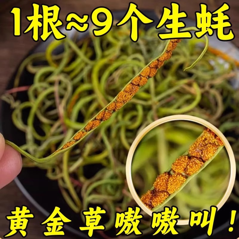 腎精茶、腎精草、長白山野生腎経草、化石草、黄金草、男性の腎精を補充し、本物の男性の腎精を養う|undefined
