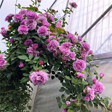 四季开花卉植物微型月季薰衣草门廊阳台庭院开花性好抗病花苗盆栽