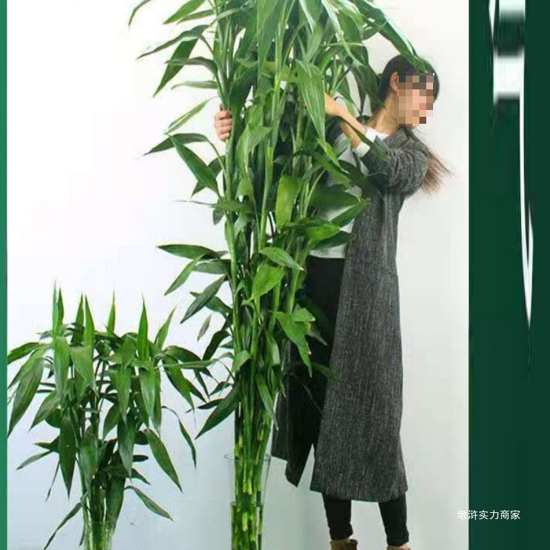 【5米特大竹】富贵竹水养水培观音竹室内净化空气大型绿植花卉